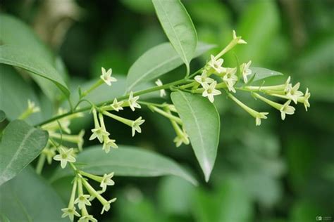 夜來香 花期|夜來香什麼時候開花